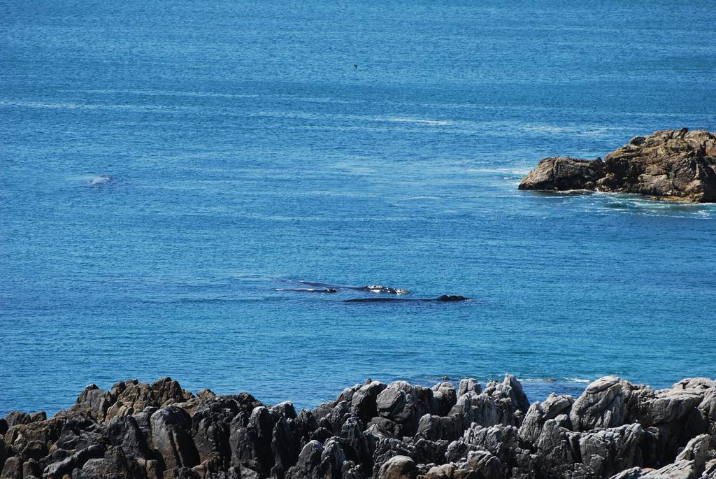 Whaletale Apartman De Kelders Kültér fotó