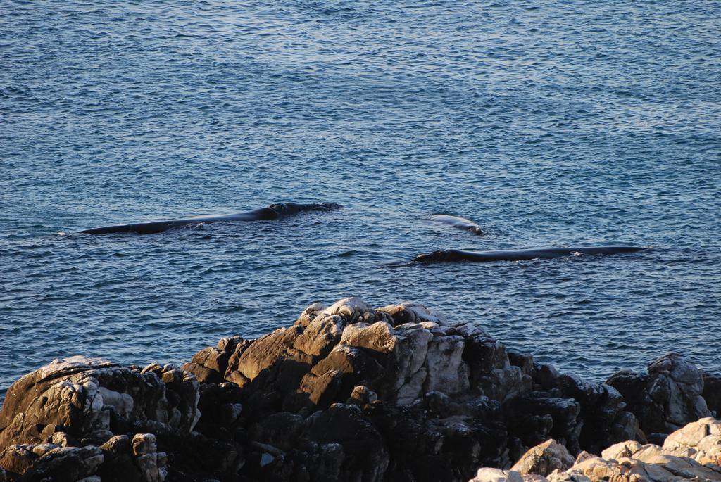 Whaletale Apartman De Kelders Kültér fotó