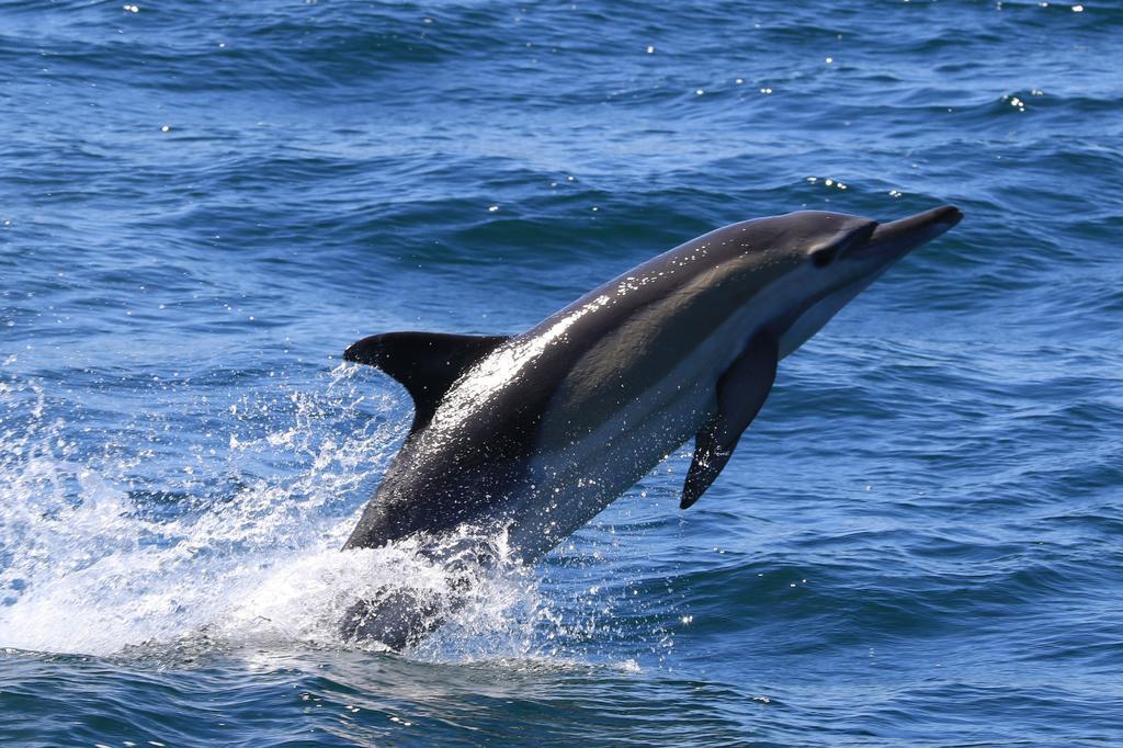 Whaletale Apartman De Kelders Kültér fotó