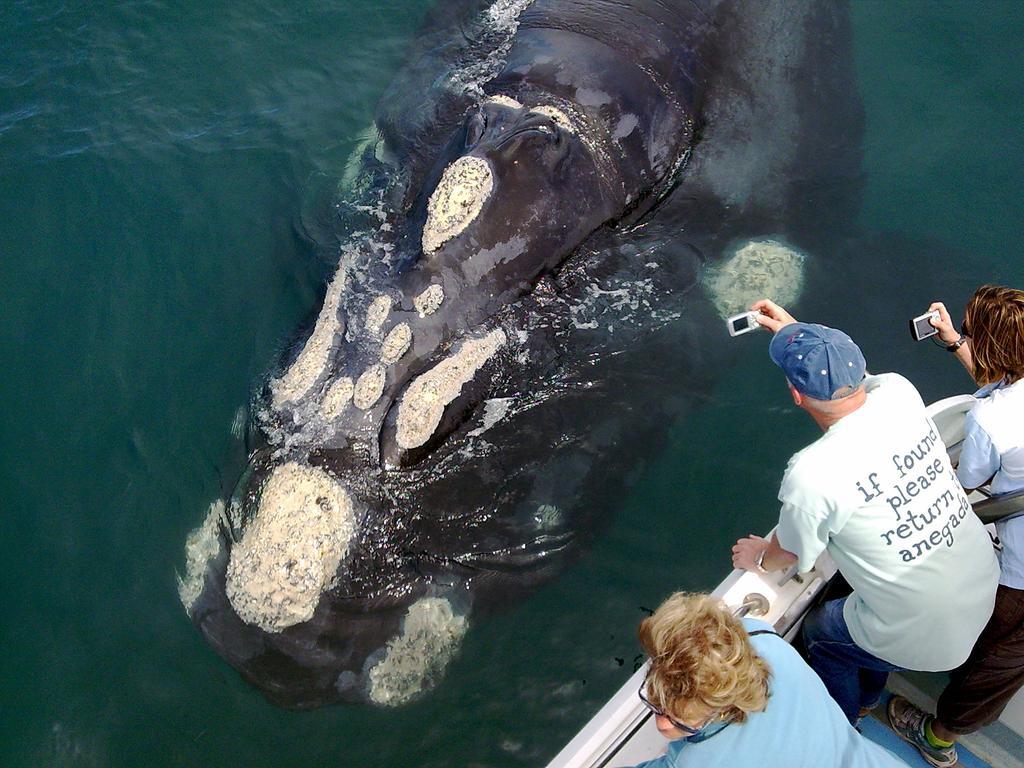 Whaletale Apartman De Kelders Kültér fotó